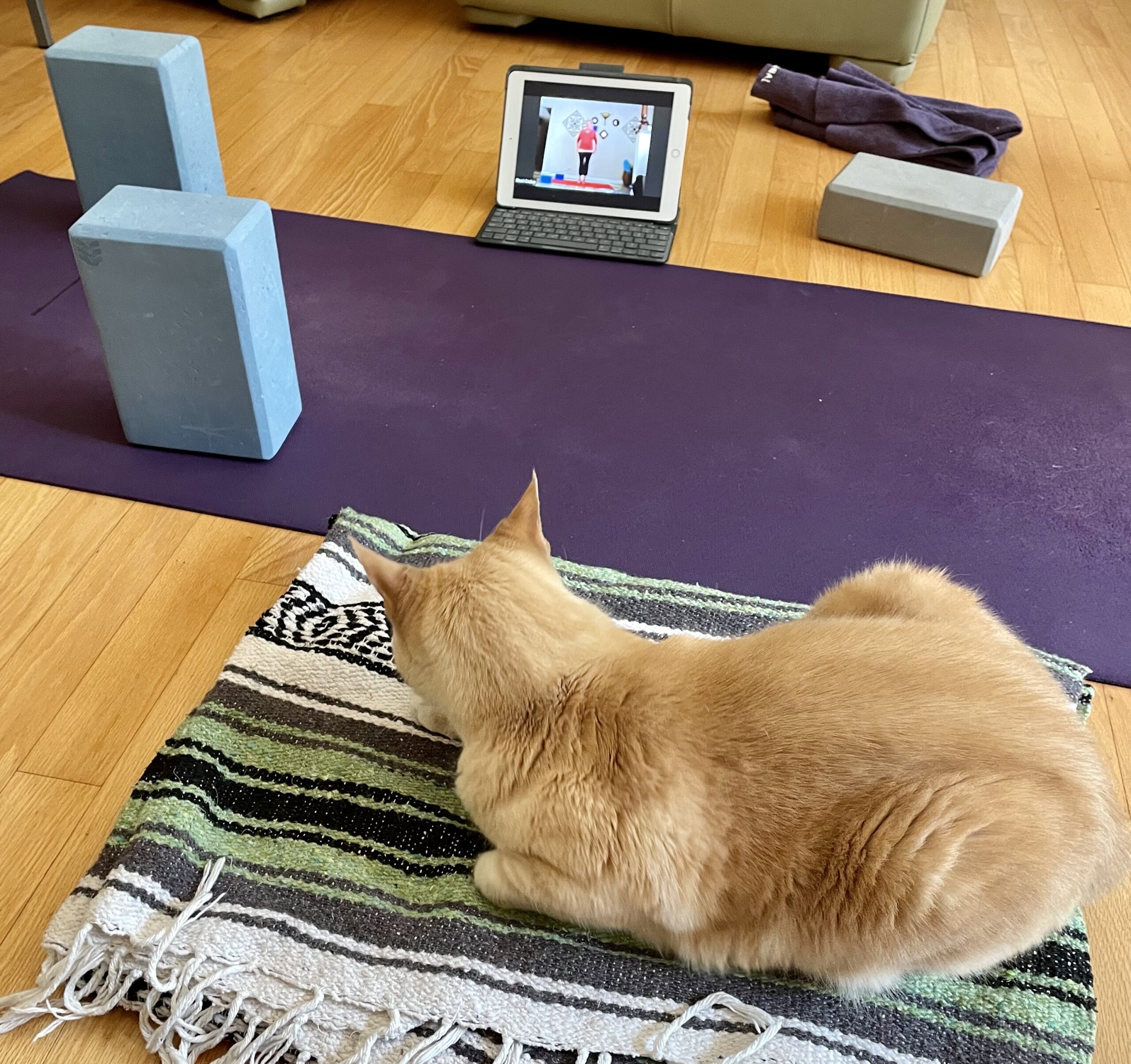 cat watching yoga on an ipad